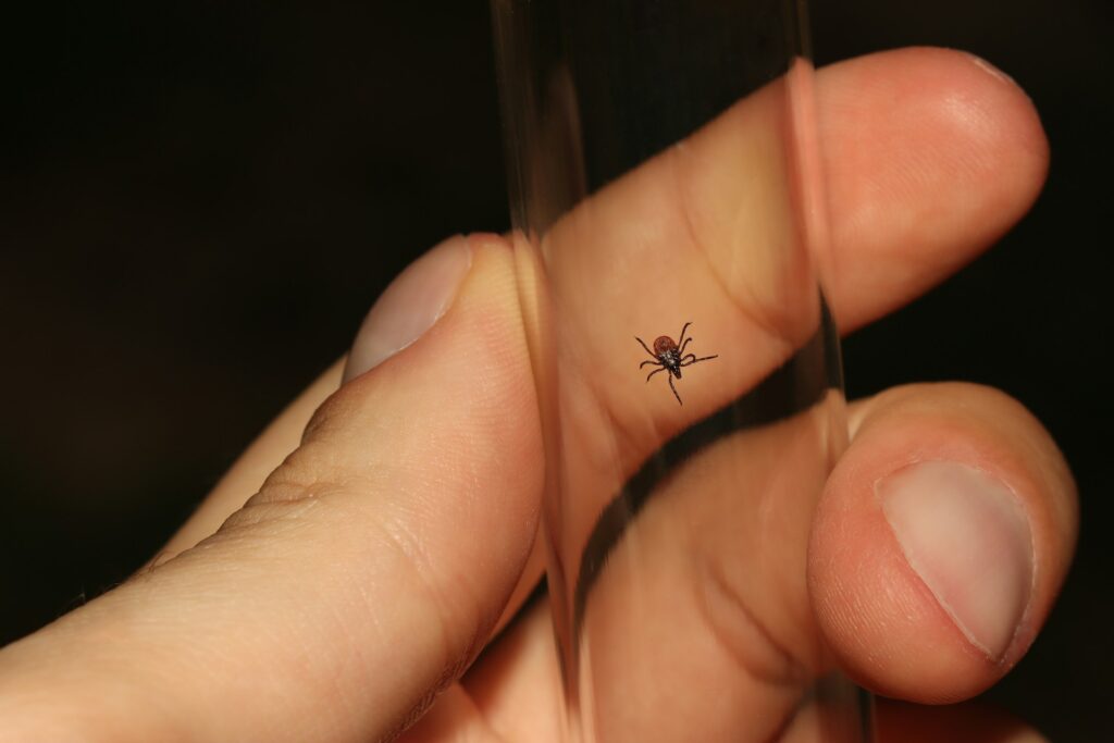 La malattia di Lyme (borreliosi) – cause, sintomi, diagnosi e trattamento