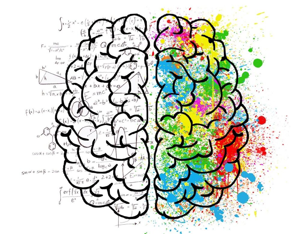 Il cervello umano – ruolo, anatomia, funzioni e 50 curiosità