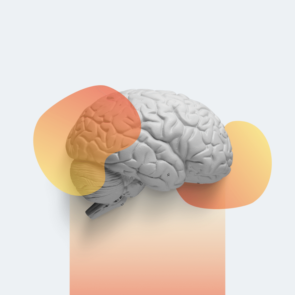 Brain