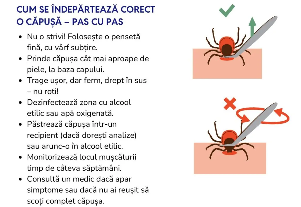 Come si rimuove una zecca