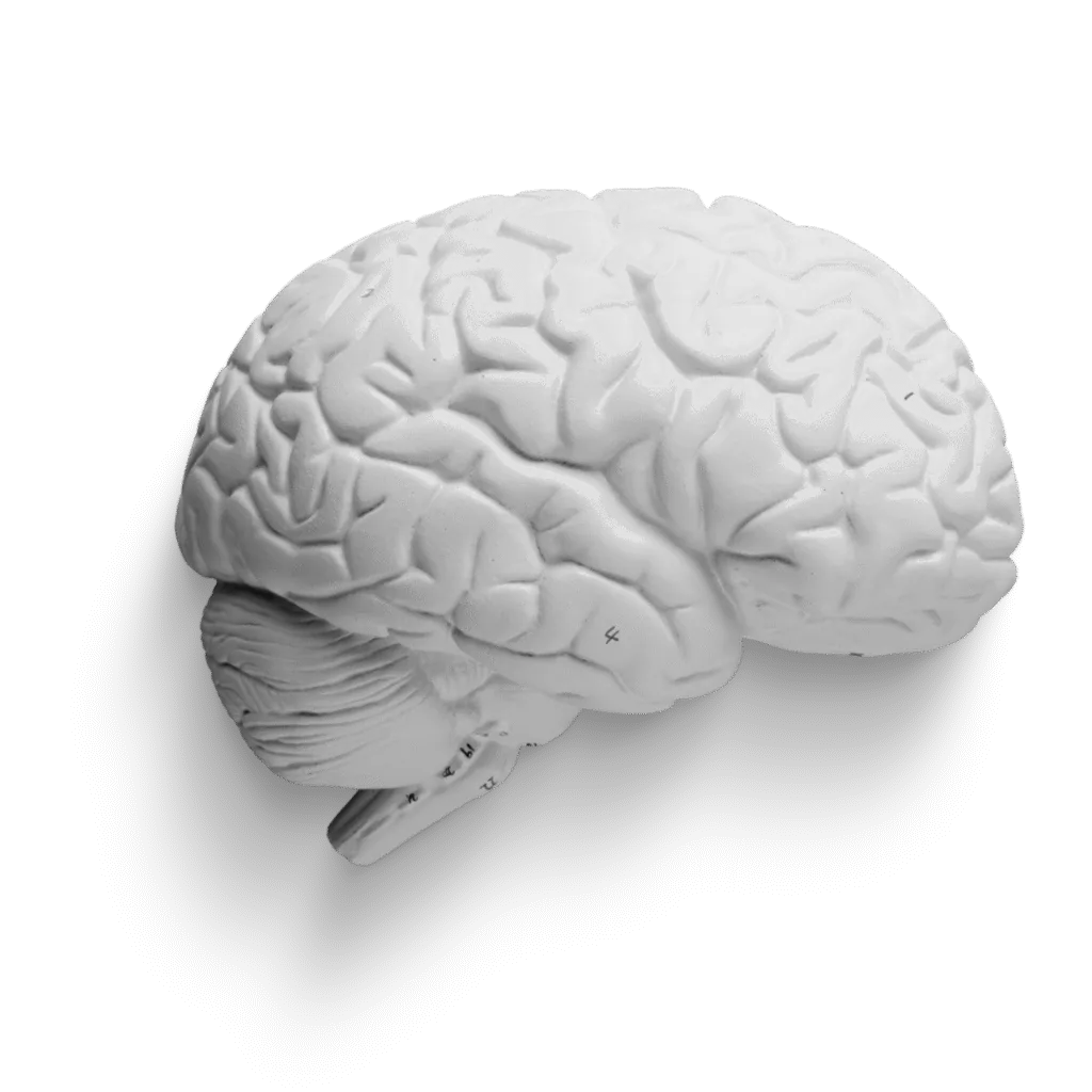 BrainMap
